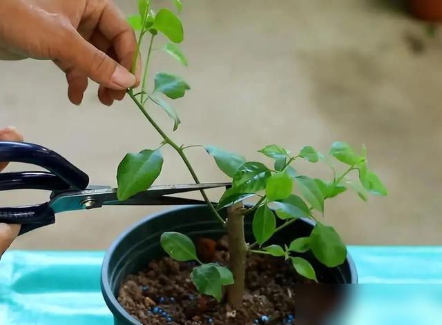 这波三角梅养法太戳养花人的心了！现在4月气温飙到15度以上，三角梅终于能搬室外露