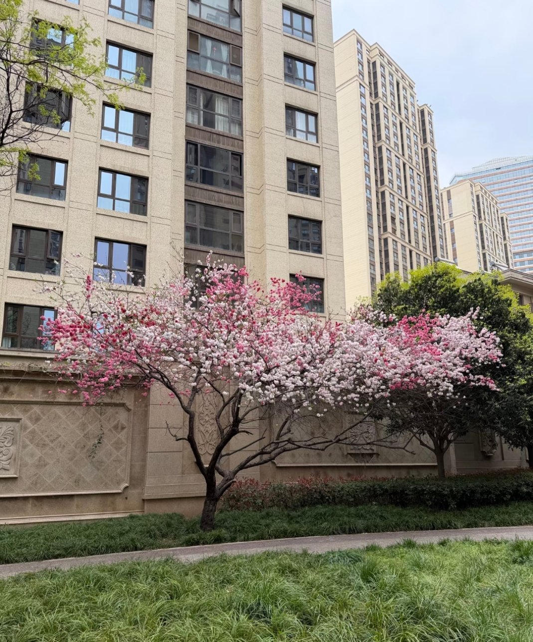 一棵树为什么会开出两种颜色的花，樱花 🌸 