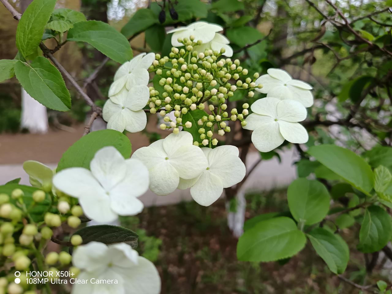 发一张你相册最近拍的花吴江公园的琼花
