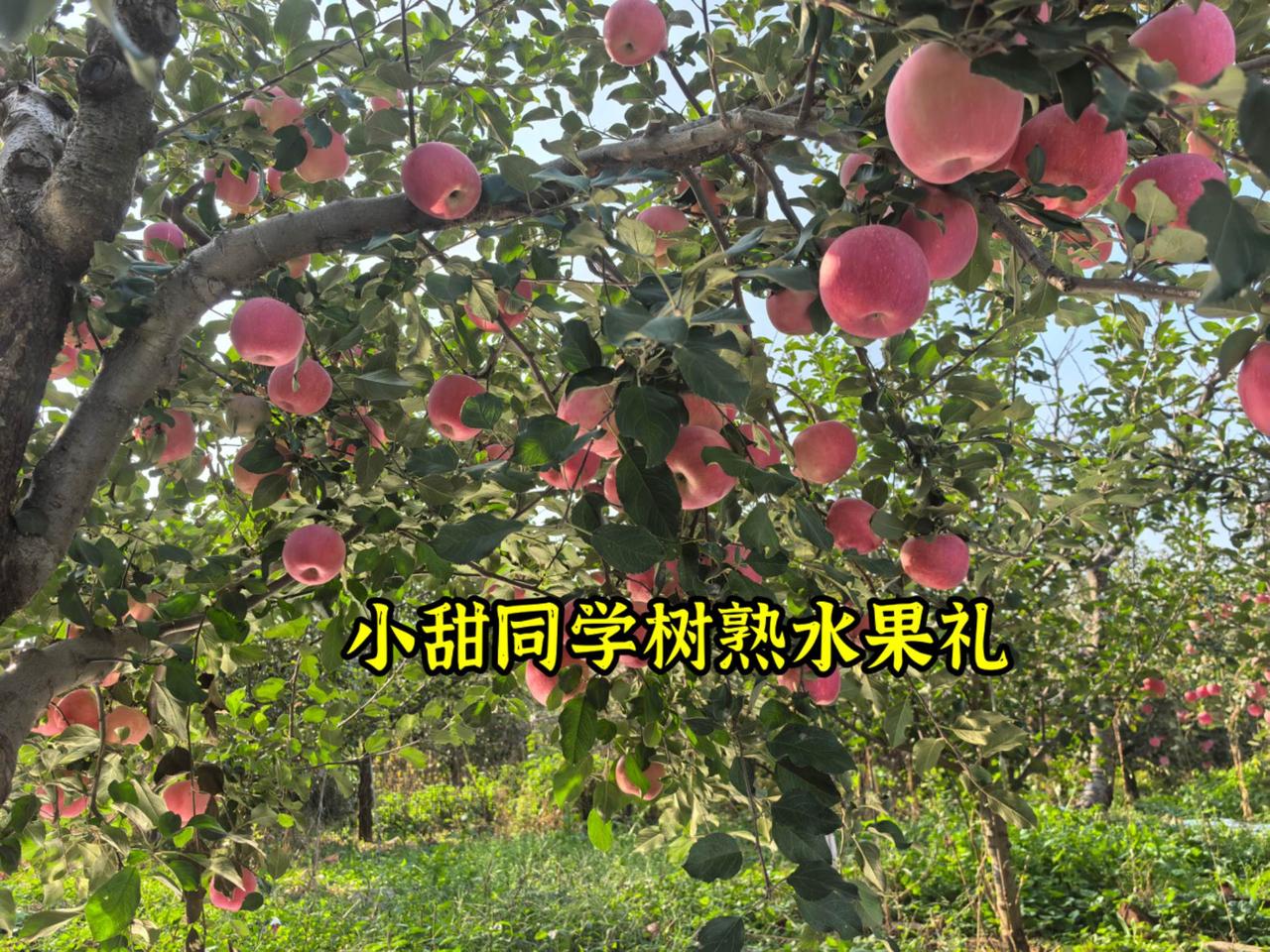 果树让我们有机会品尝到某种大自然的味道。一年四季从开花，结果，长大，成熟，落叶，