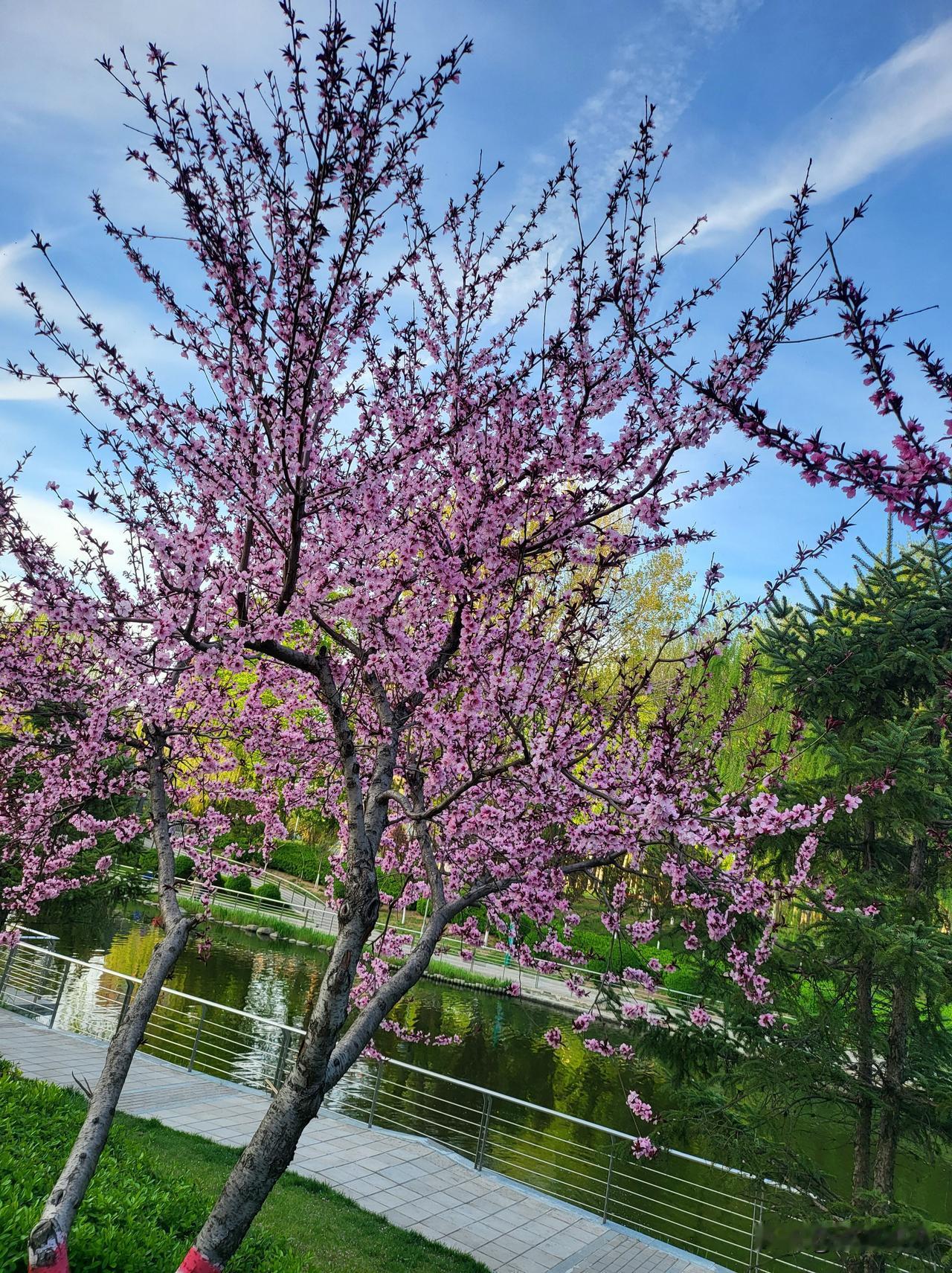 拍一张好看的花朵晨光里，露珠在瓣尖轻轻打颤。薄绸般半透明的花瓣，裹着淡淡的香。风