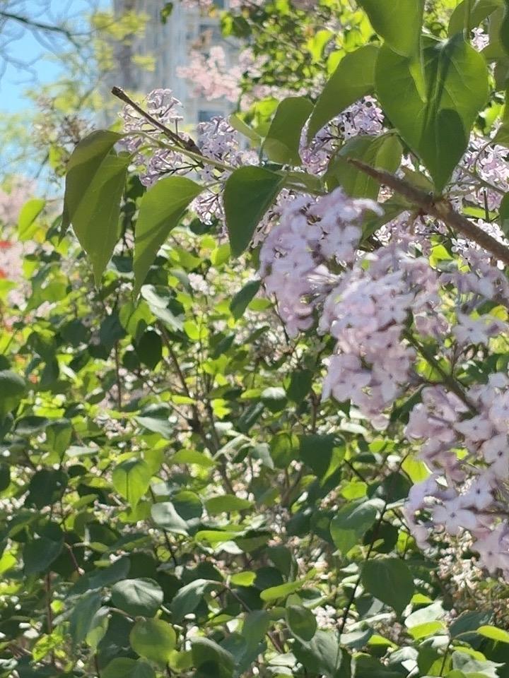 不愿看人山人海
不愿意受导游的气
不愿意每天疲于奔命似的赶路
我的家就在秦皇岛