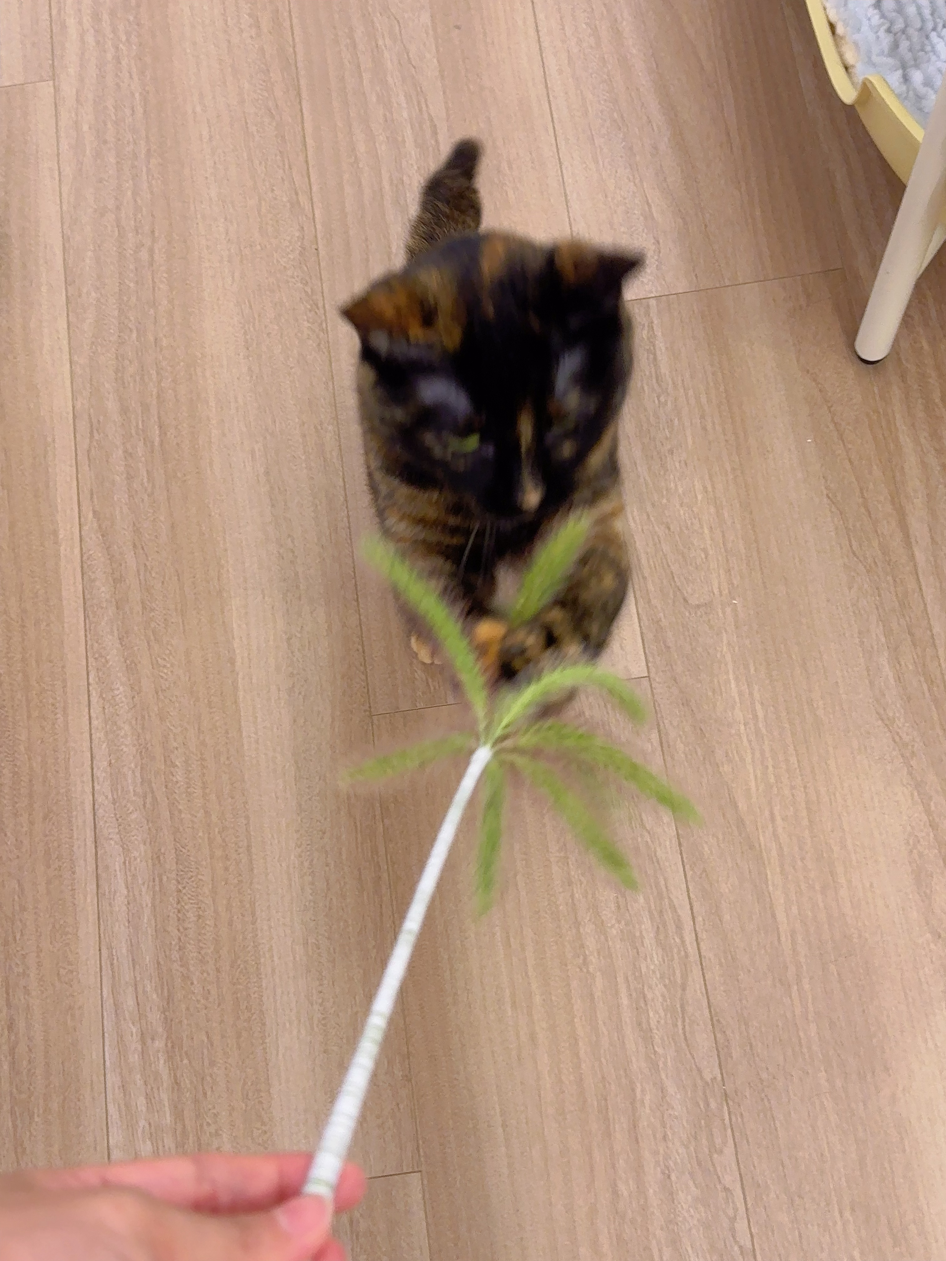 妈妈牌逗猫棒