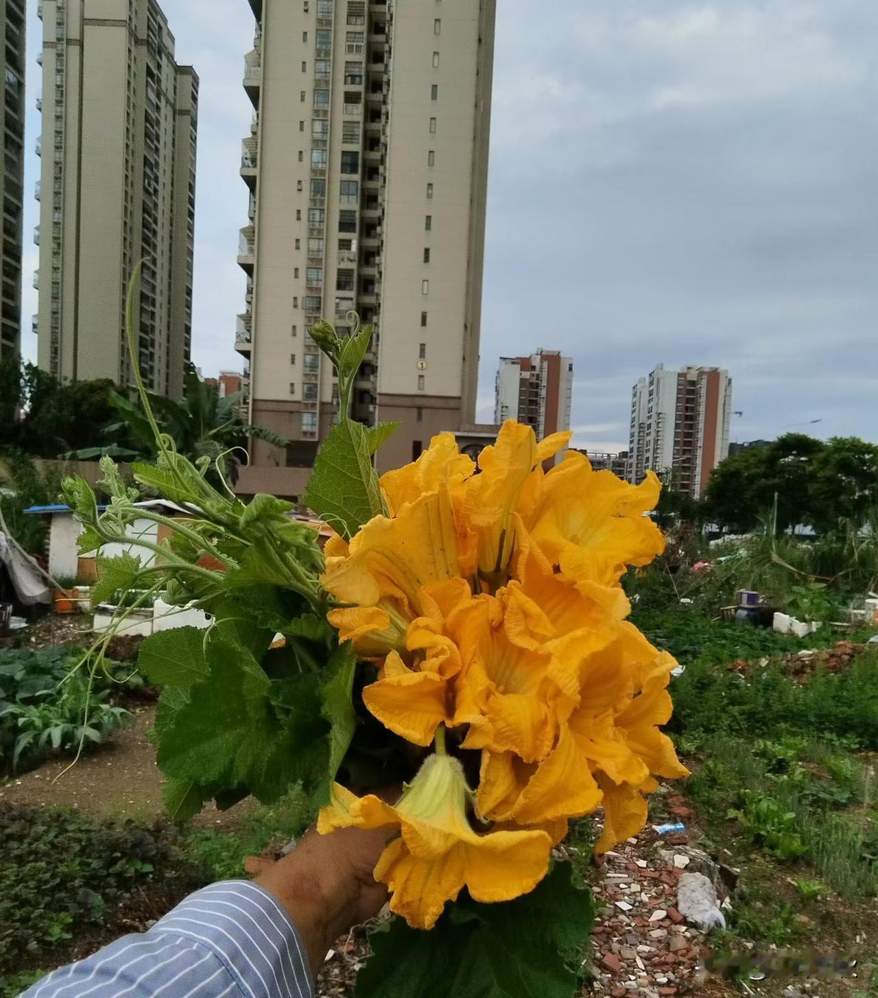 粗犷的藤蔓托举着细腻的繁华，一半是乡野，一半是尘世，一半是生活，可观赏，可煎炒可