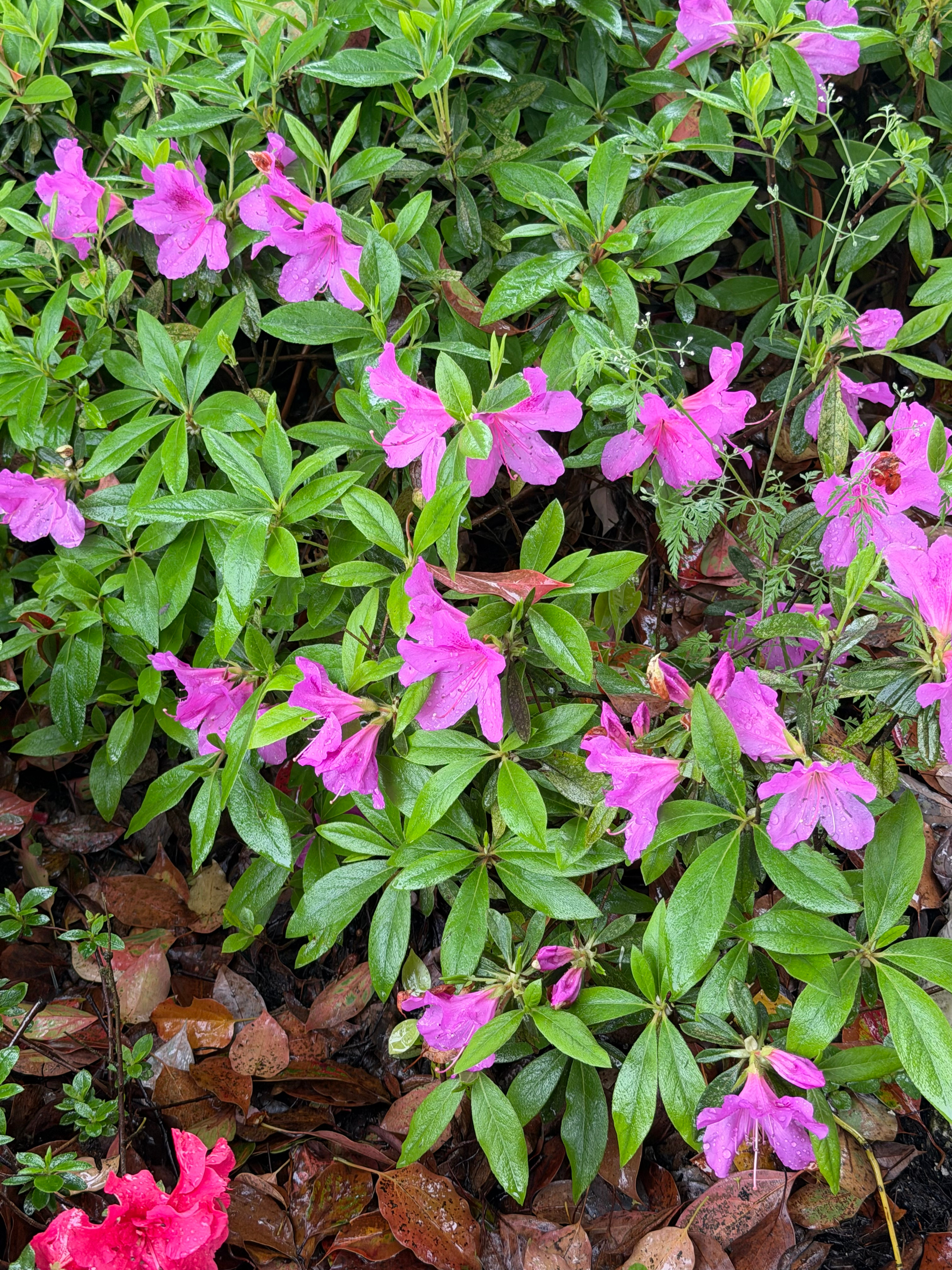 生活手记下雨天的花🌸 