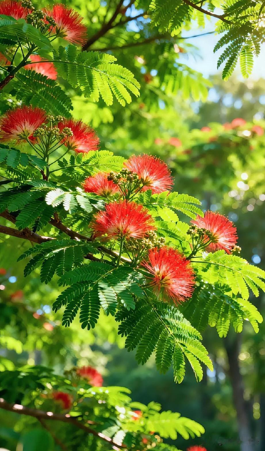 一树花开，是自然写下的温柔诗篇，花叶相依，朝夕相伴，恰似人间相守的暖意。
 
花