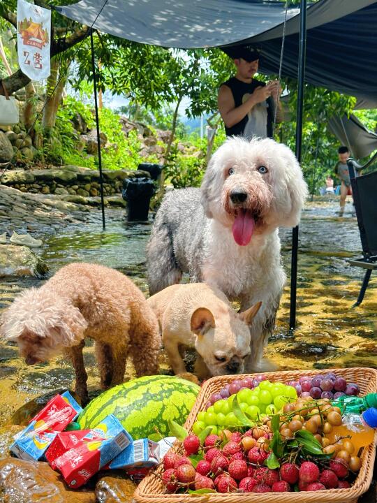9岁古牧夏日plog | 在南宁，溯溪，露营，泡水