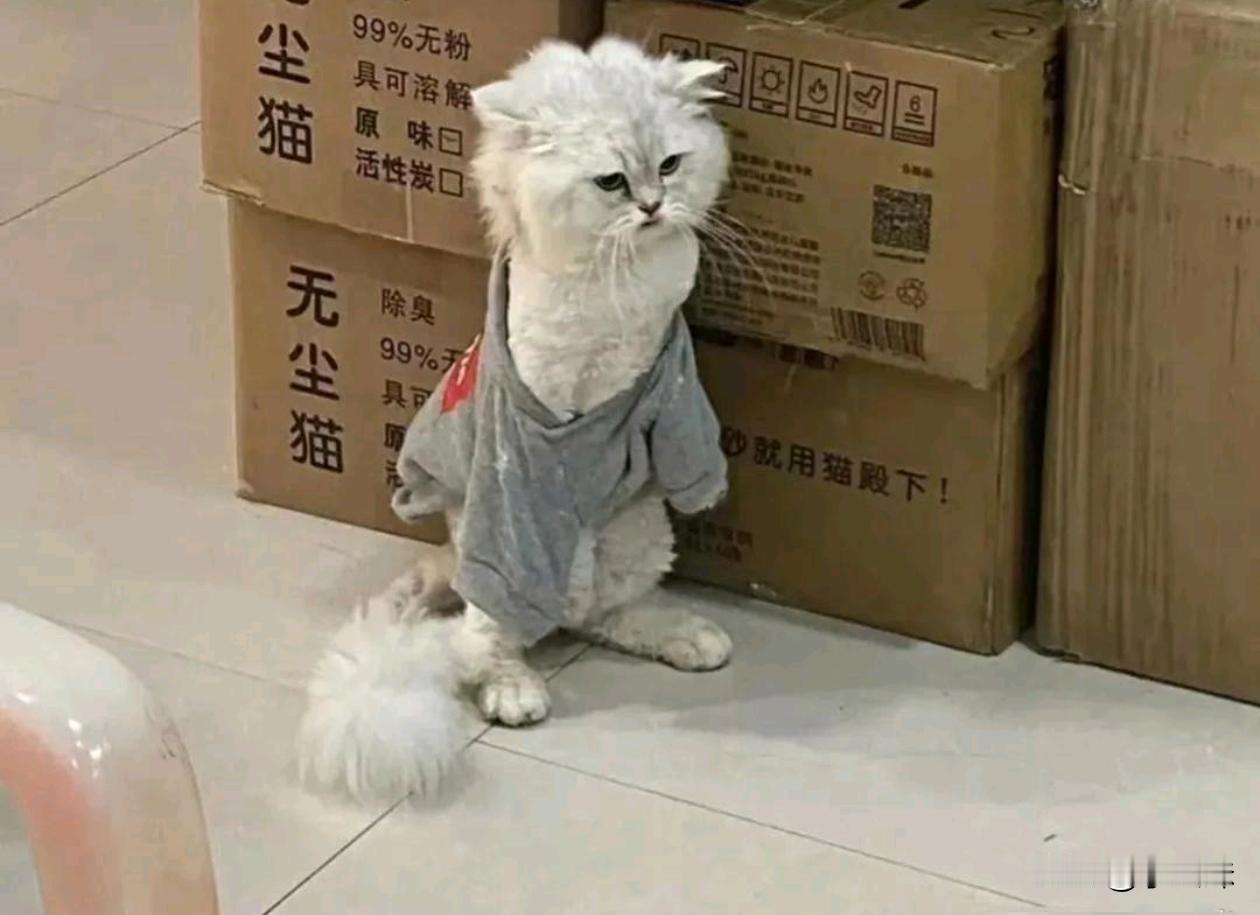 这是走丢了，还是出去打架了？