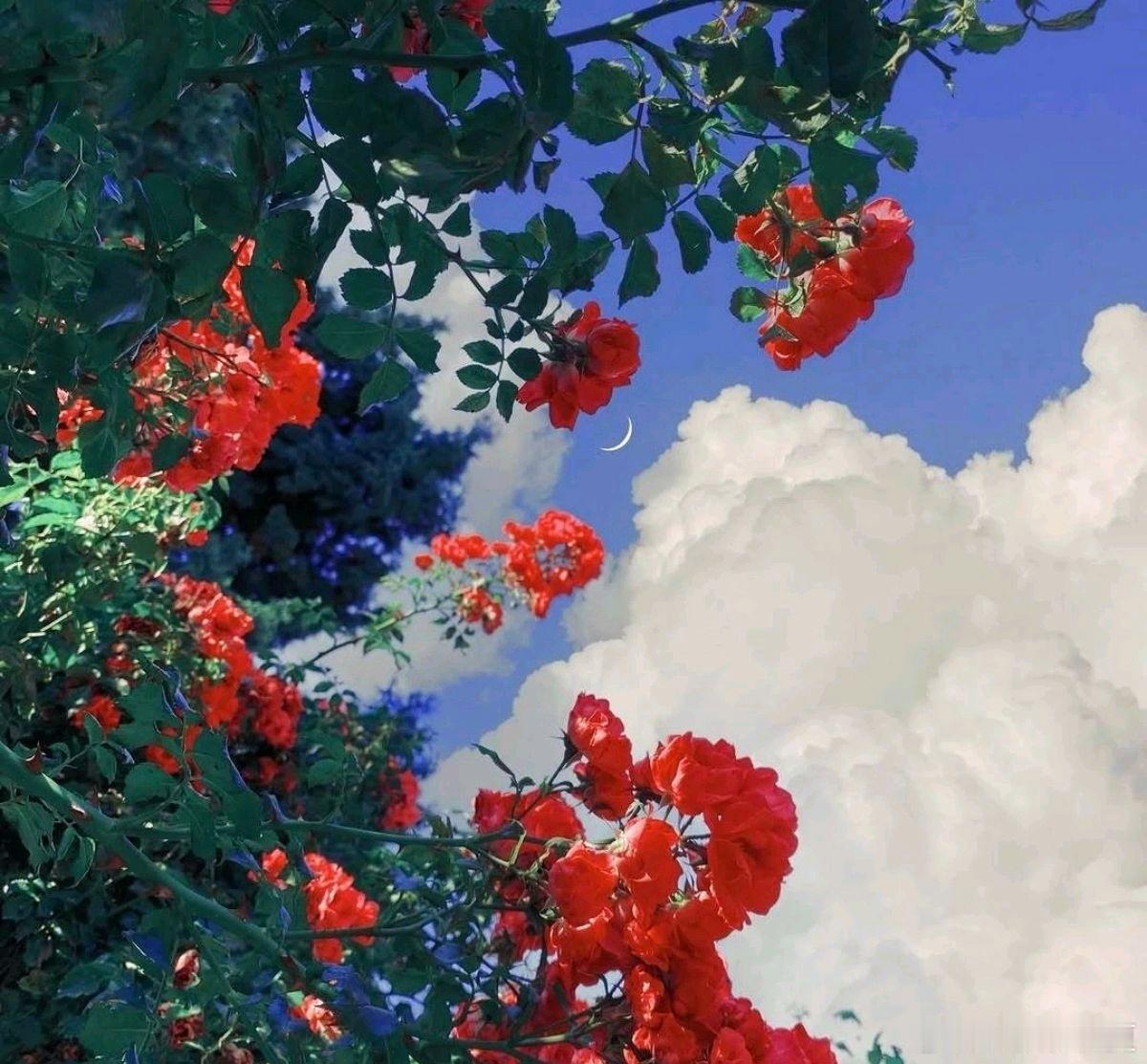 春光渐逝，花香渐散，世间温柔在晚春沉淀～ 