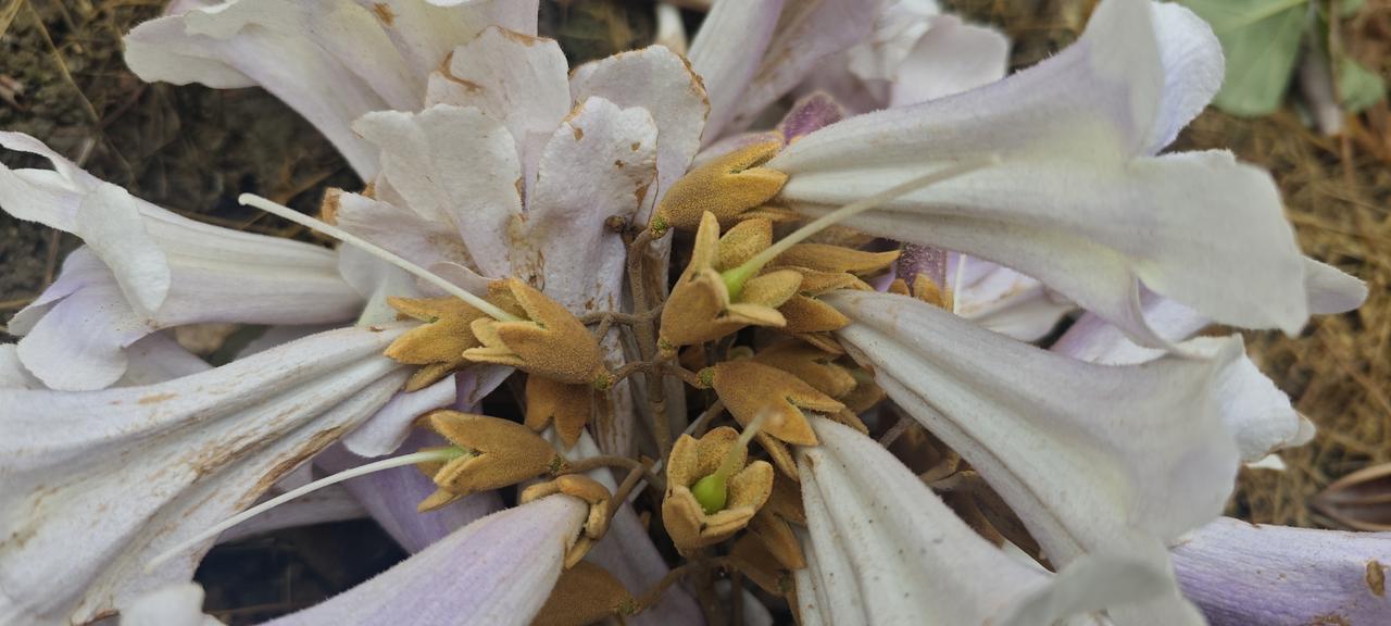 四月泡桐花开，一树紫霞，满院温柔🌿
春日里的泡桐花，没有名贵花卉的惊艳，却自带