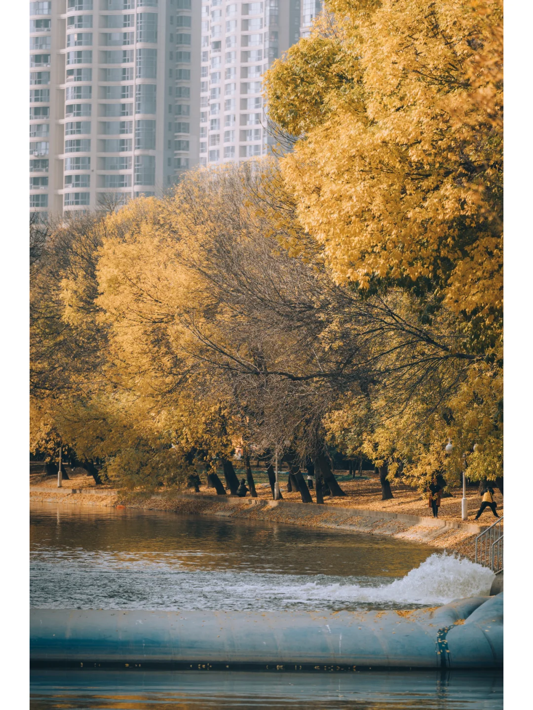 津城的金秋，天子渡津公园