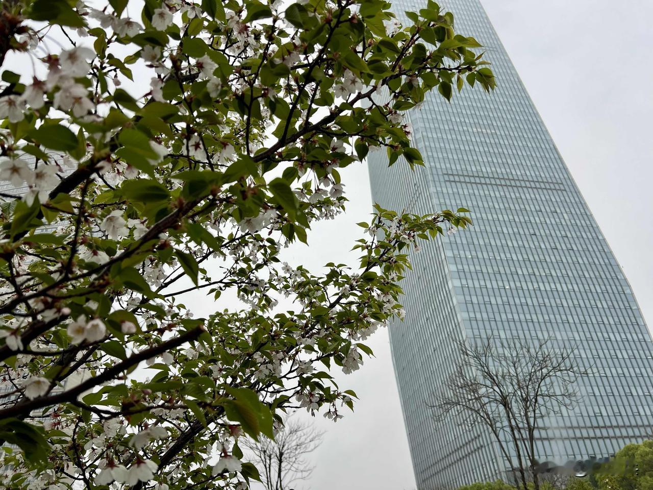 下雨天，春花在春雨中渐次飘零。在江南小城宜兴，春光最具象的元素莫过于各种春暖花开
