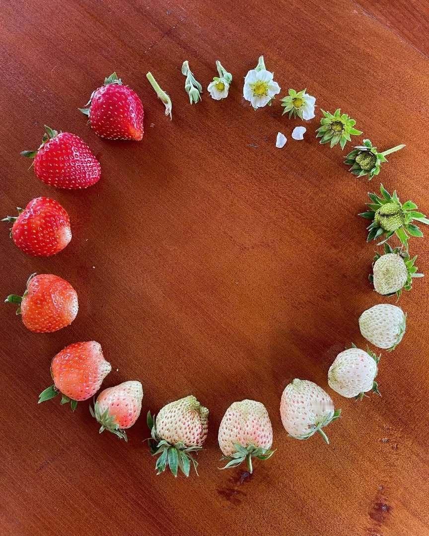 活在当下：开花就灿烂，结果就甜蜜...