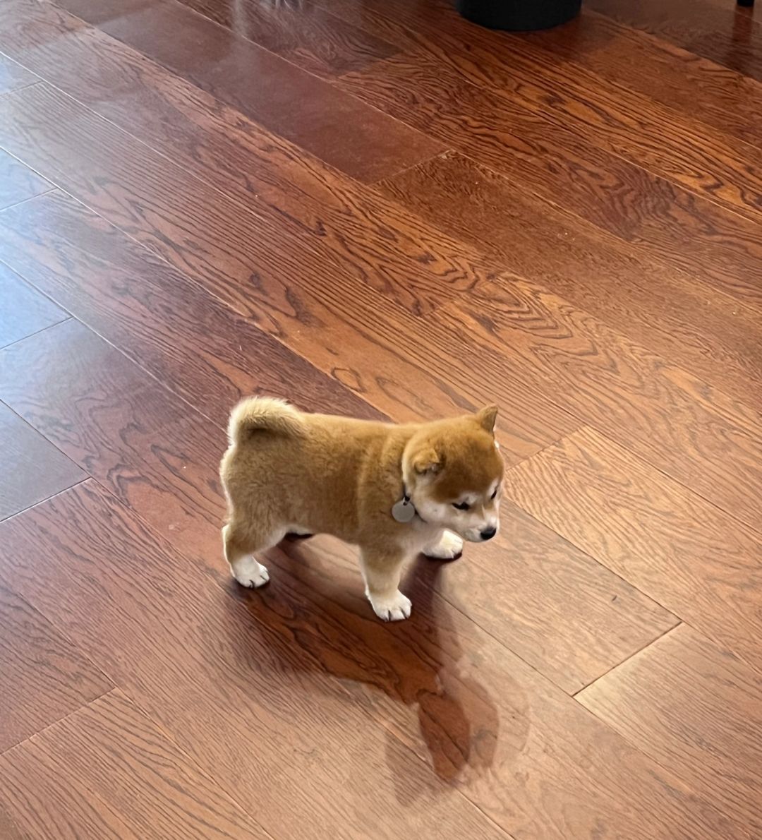 可爱小柴 