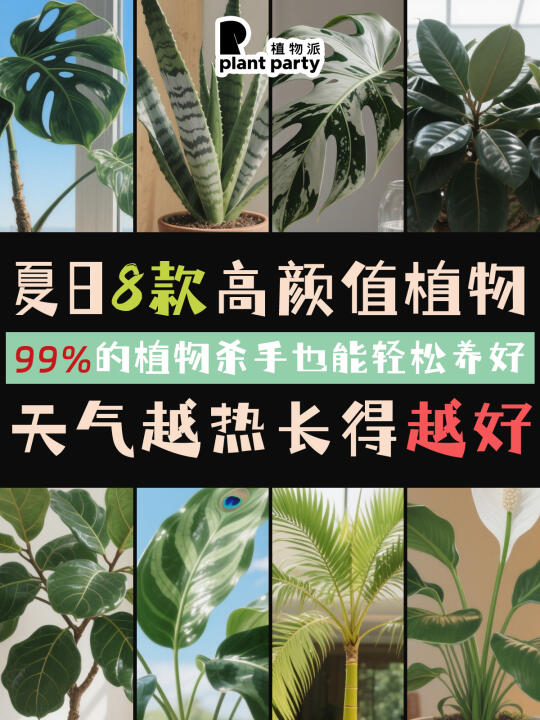 雨林感MAX🪴适合夏天植物合集