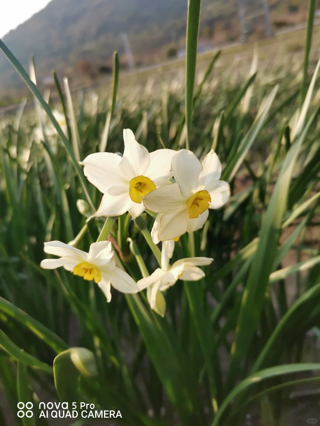 水仙“冬日”，也是秋冬季开花的品种