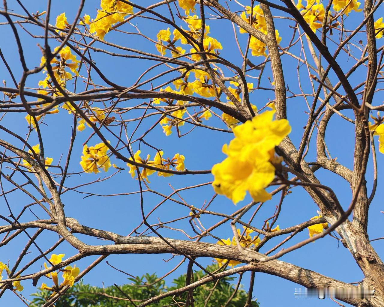 广东省阳西县沙扒镇月亮湾过冬记（三十六）春天来了，渡头村成了一个大的花园。

阳