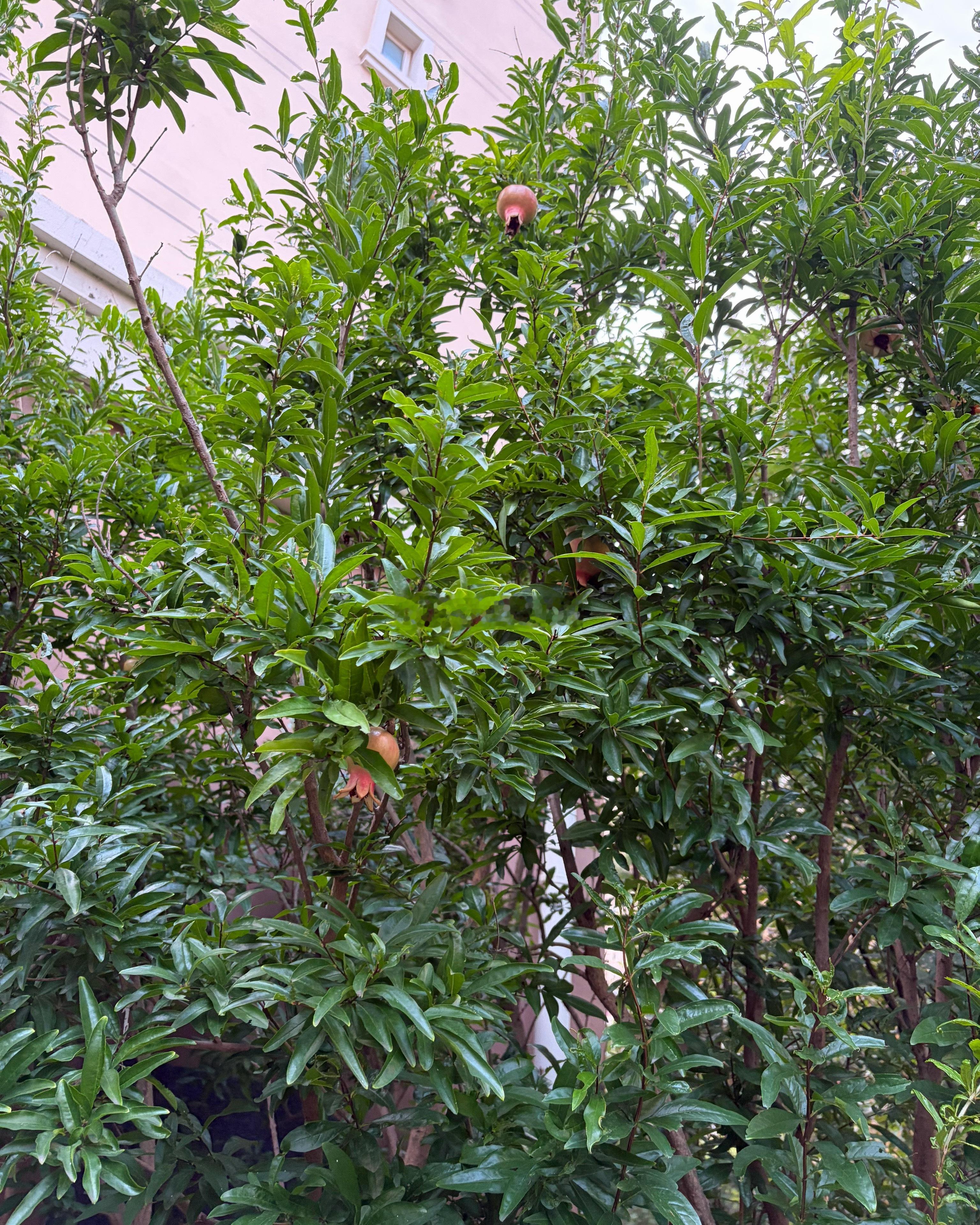 小区里的石榴，能不能吃啊我估计还没熟就得被摘完