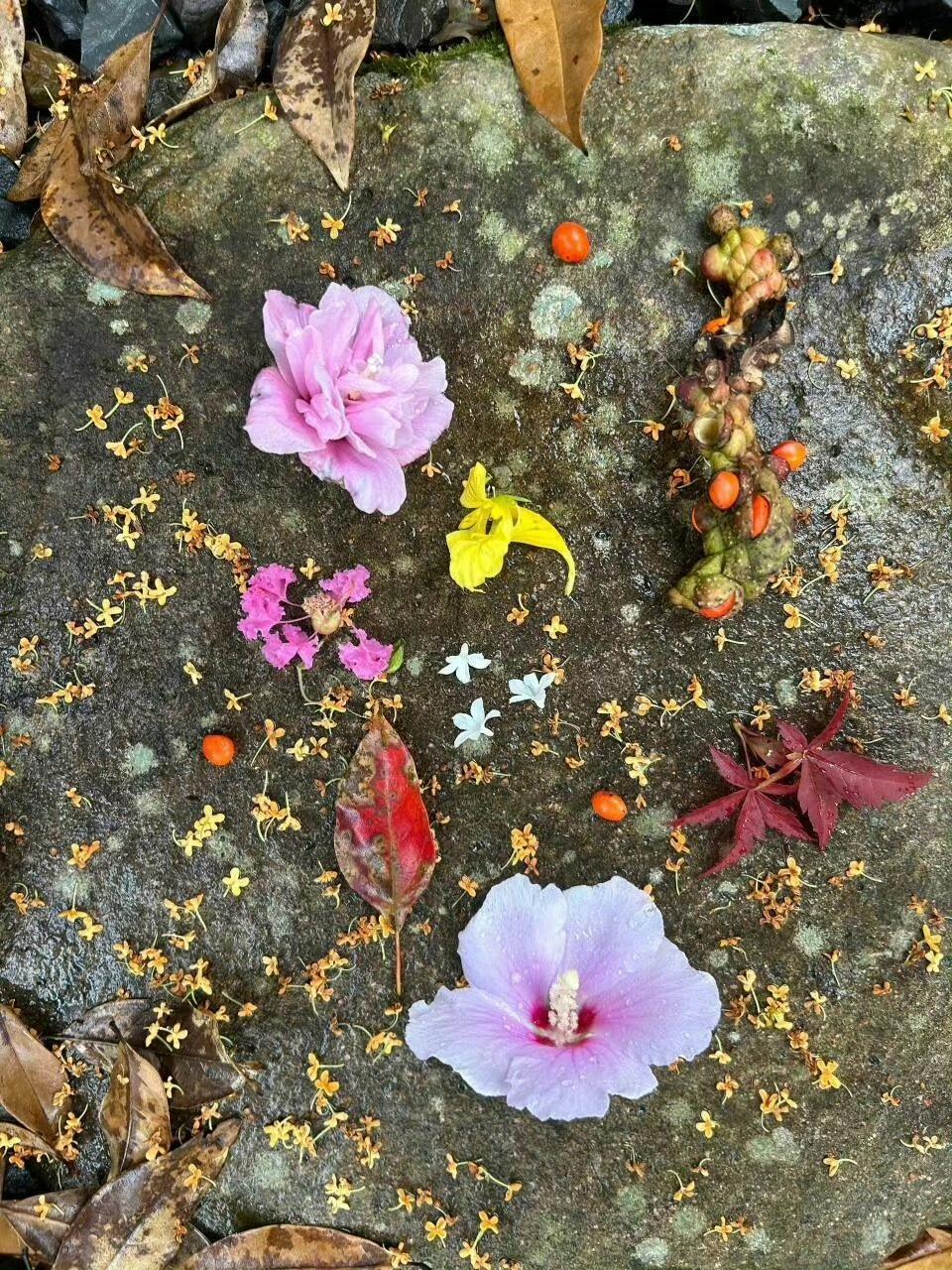 是一个浪漫的秋天🍂