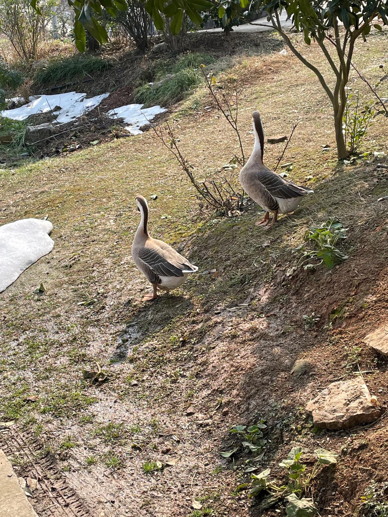 今年过年回老家，发现高端机基本上都是苹果，华为就见到一部mate 50，小米倒是