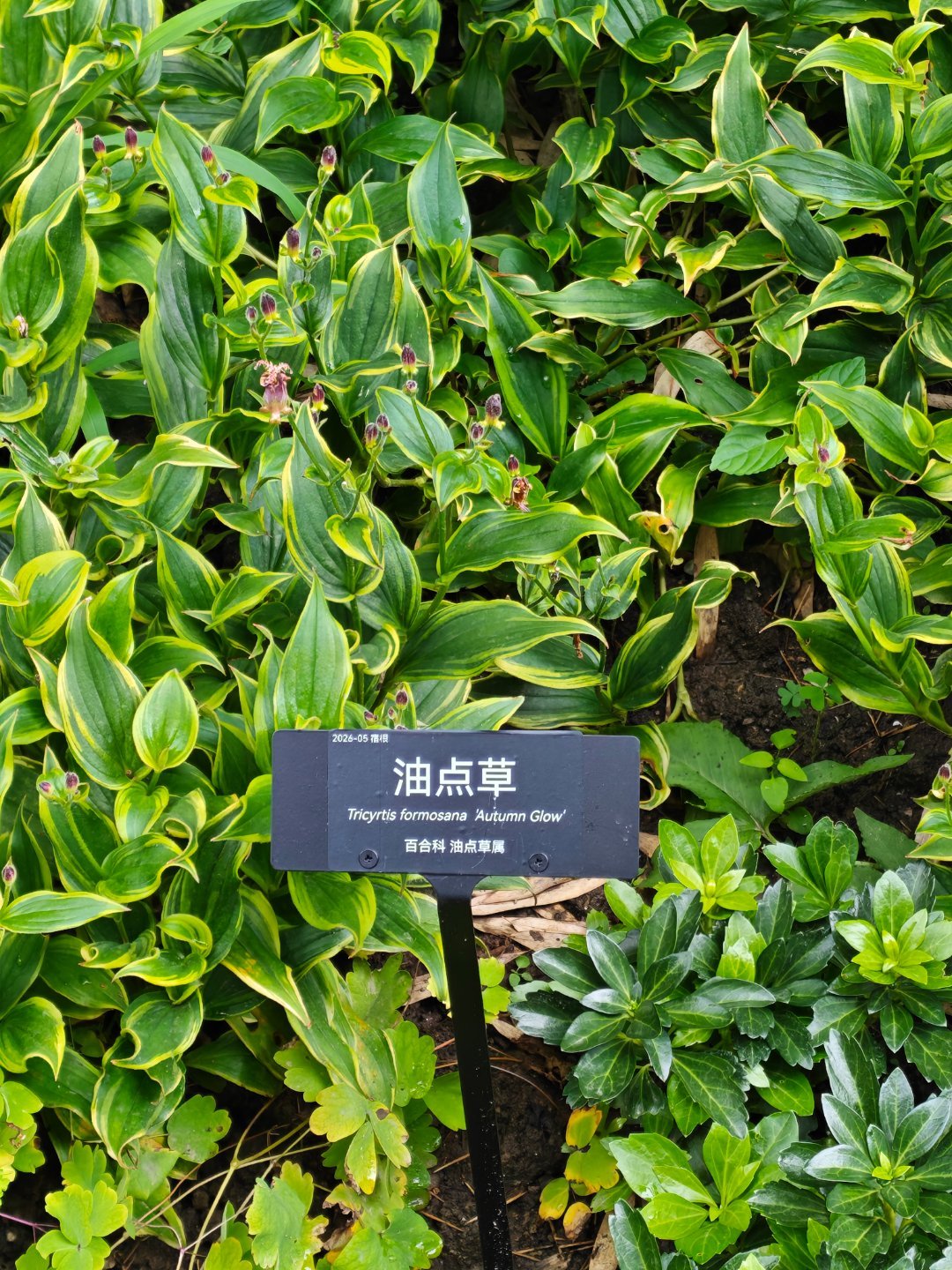 还有草叫这个名字呢…… 