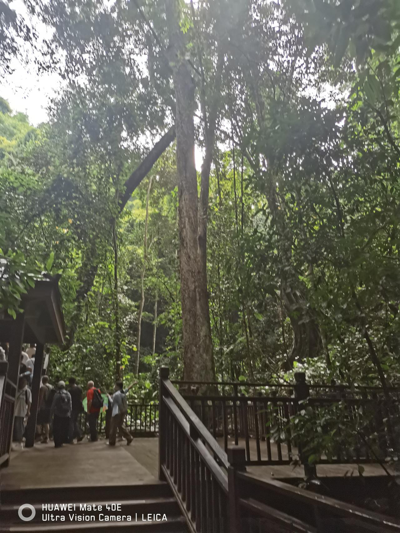 分享一张手机里的树这是西双版纳热带雨林森林公园里的一棵大树，它高达数十米，在周围