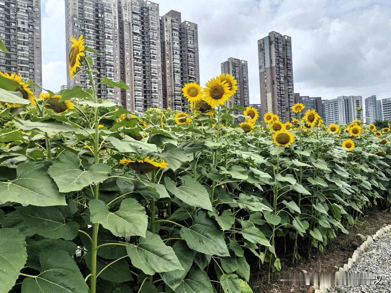 藏在城市中心的向日葵园。

今天上午我坐地铁去看向日葵🌻🌻🌻。这个向日葵种