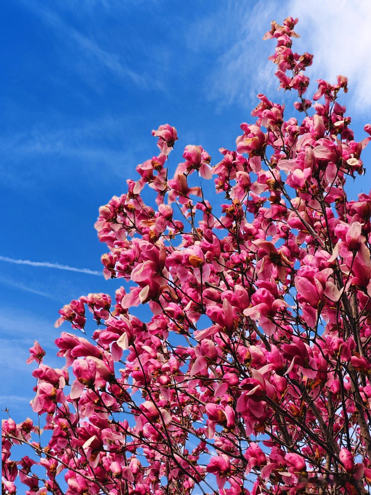 玉兰盛开，春意盎然！🌸🌸🌸
