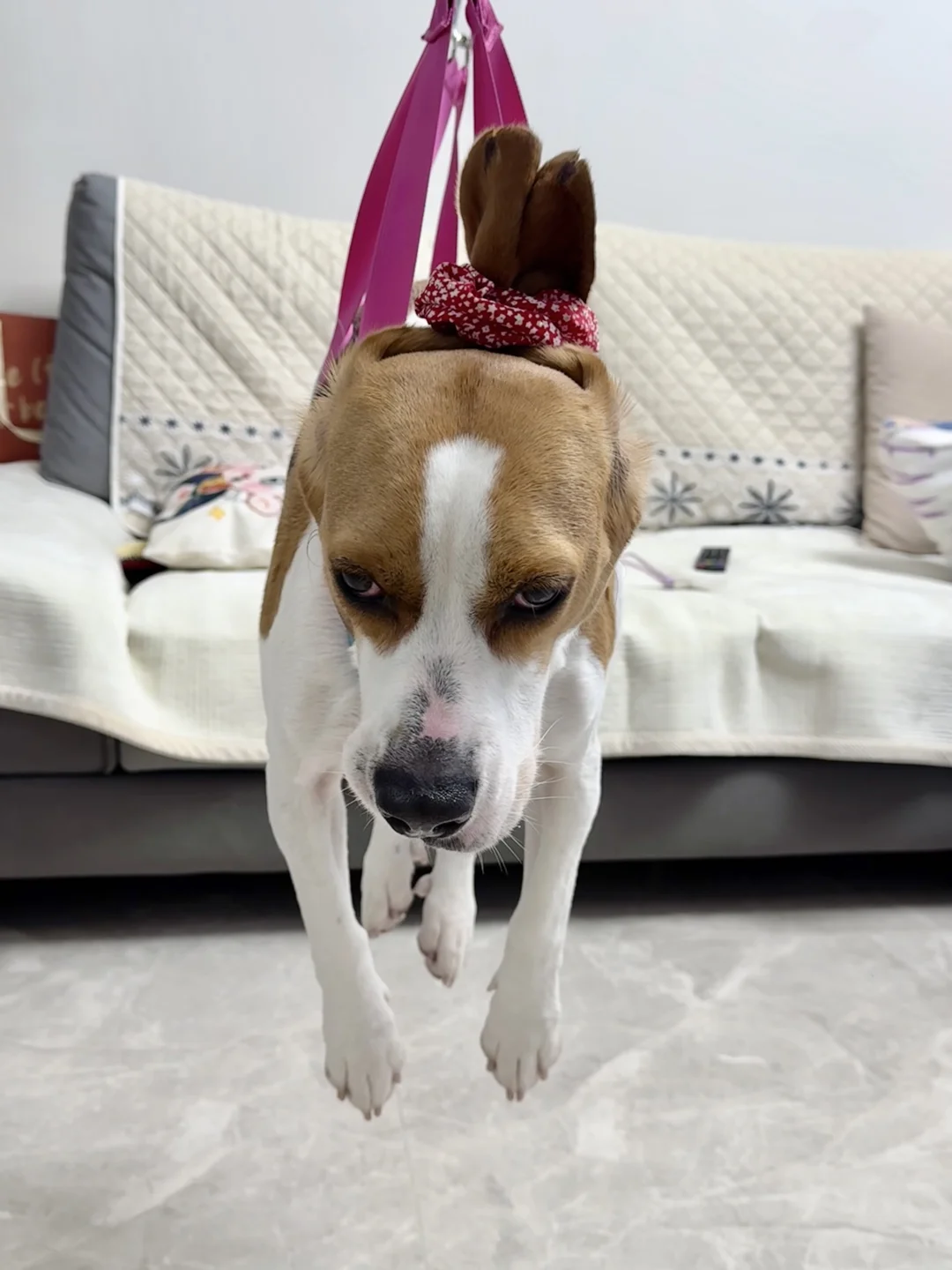 给它剪指甲真的很不容易