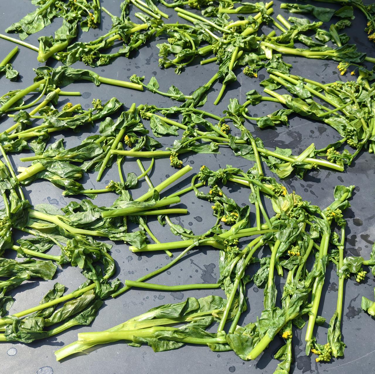 苔心菜吃不完了，眼看就要老掉。赶快趁晴天做点菜干。

这是我第一次做菜干

有的