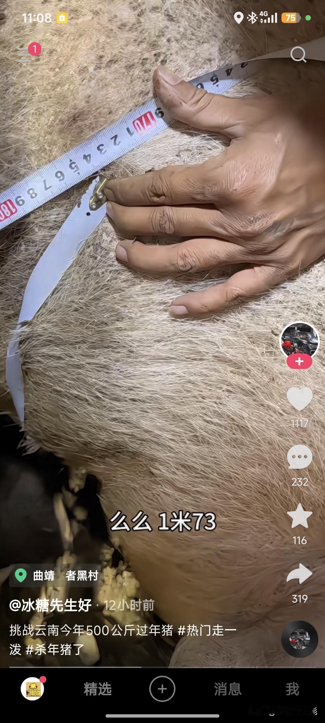 云南500公斤大胖猪待宰，自己留着卖猪饲料不就是活广告吗？