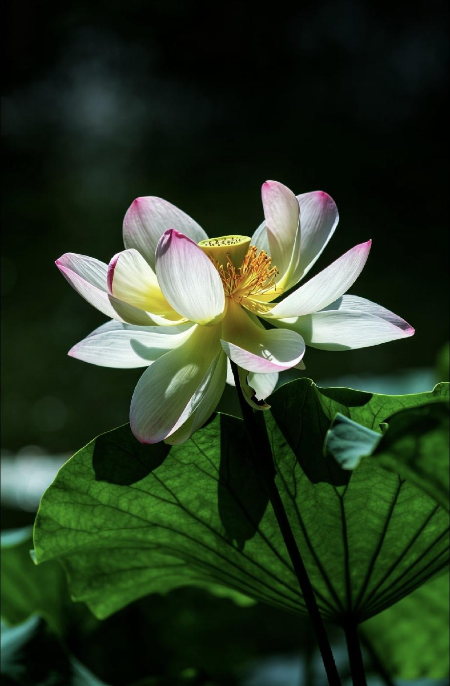 一段非常通透的话：“没有几个人能安享晚年，老了都可怜。这跟孩子孝不孝顺无关。身体