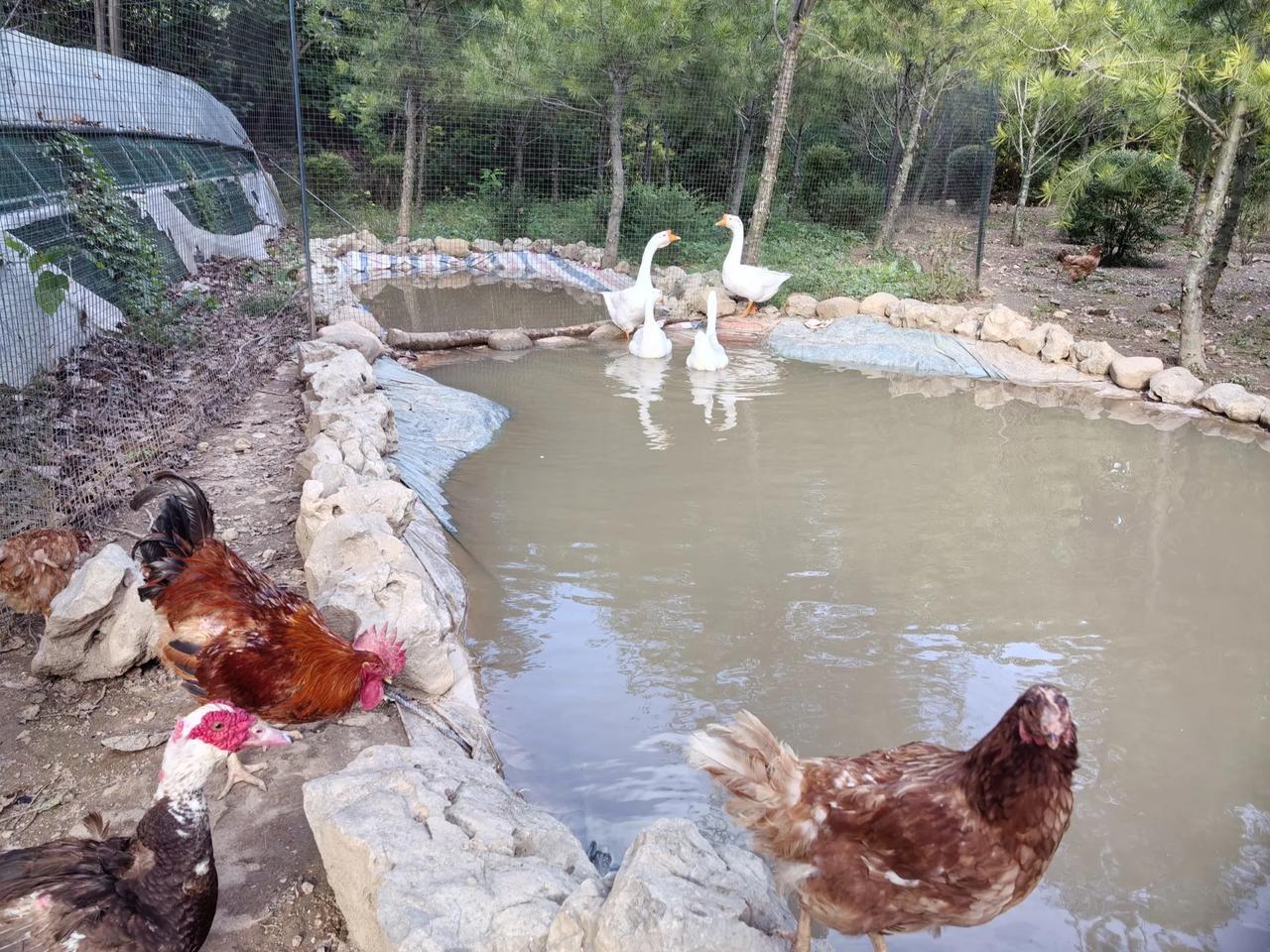 把母鸡、公鸡、鸭子、大白鹅关在一起，谁最厉害？大家的认知不会和我一样吧，认为大白