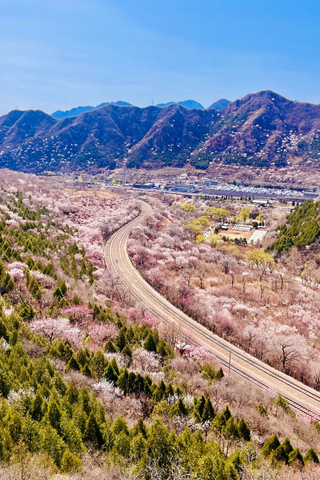 居庸关花海栈道开放！看开往春天的列车👉