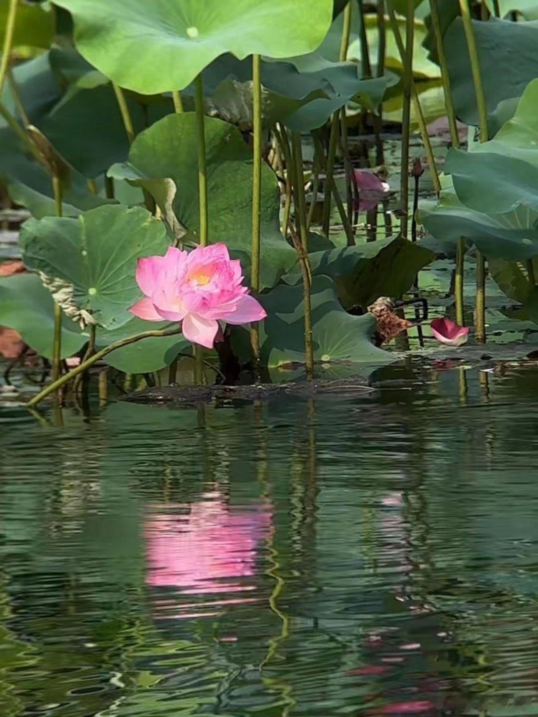随手拍 一池荷花开，风吹过，沙沙声……用眼睛寻找美丽江南拍荷江南天天拍好摄天下 