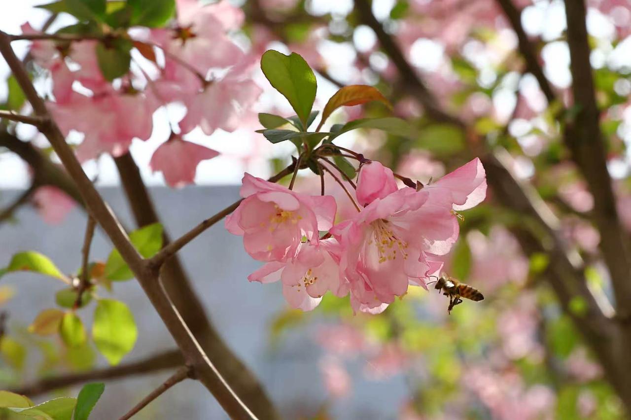 樱花盛开的日子，北京 2026

摄影：郑立刚