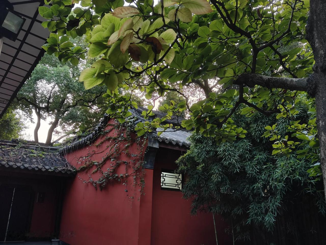 这是武侯祠的偏角，红墙长满了爬山虎很有生机勃勃的感觉。