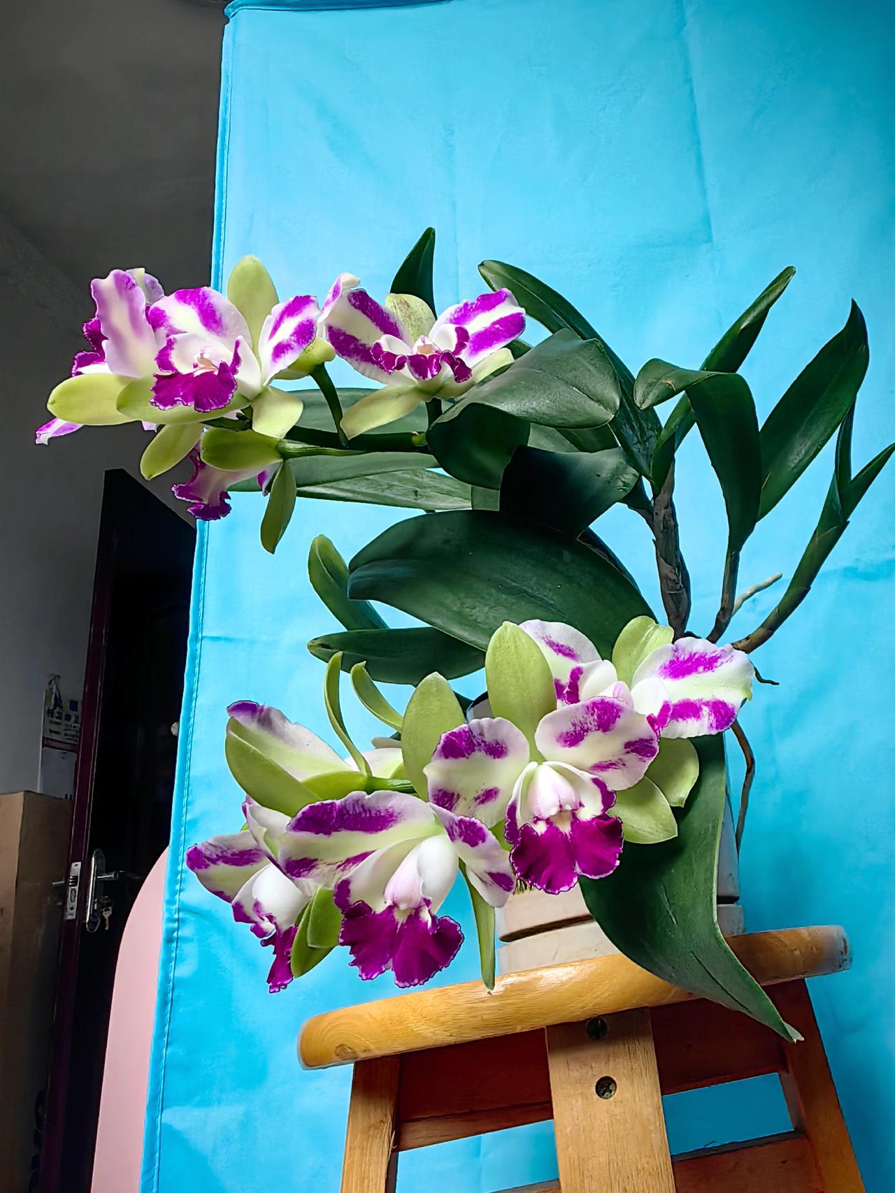 璀璨素颜华。
紫暮霞，
千姿美翼舞飞纱
孔雀翎翅俏枝花
洋兰入苑丽贫舍
中式风格