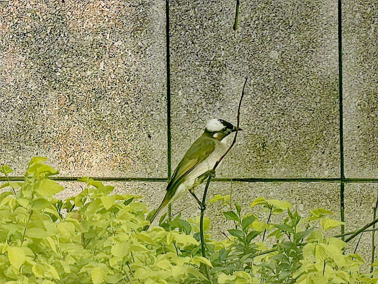 春日，在银川森林公园散步，幸运拍到两只白头鹎，真的超幸运！这种鸟叫声婉转清脆，胆