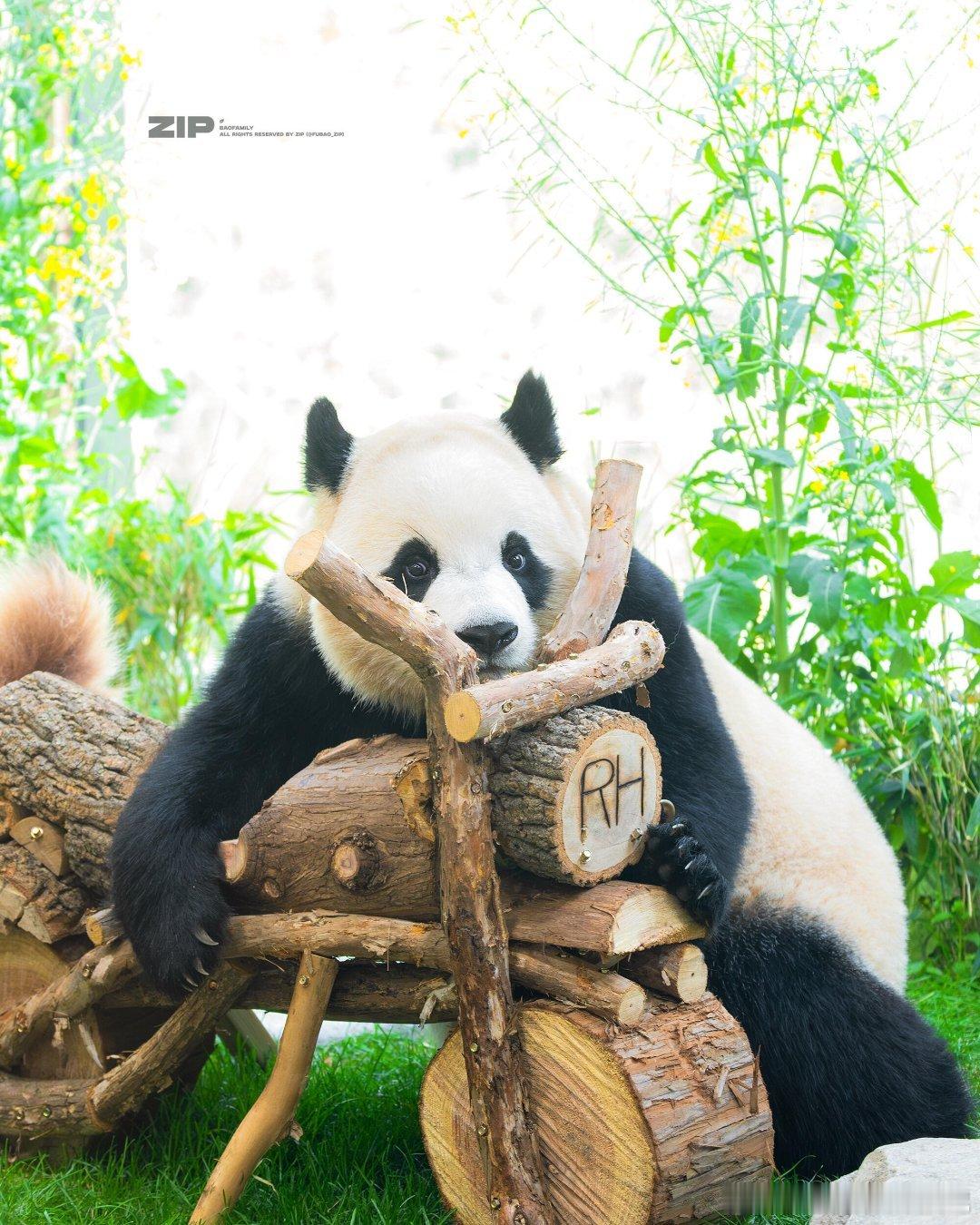 睿宝好喜欢这辆小摩托车啊 