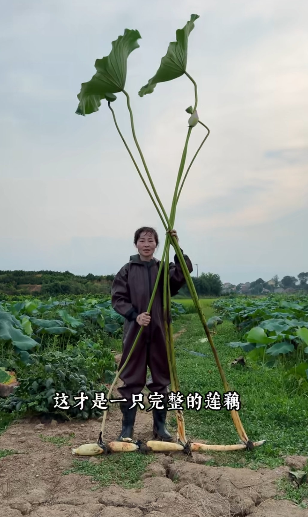 原来这才是一只完整的莲藕长在水下的样子！ ​​​