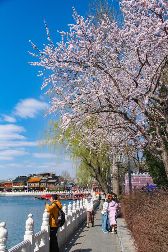 3.18实拍！什刹海的春天会写诗🌸附赏春路线