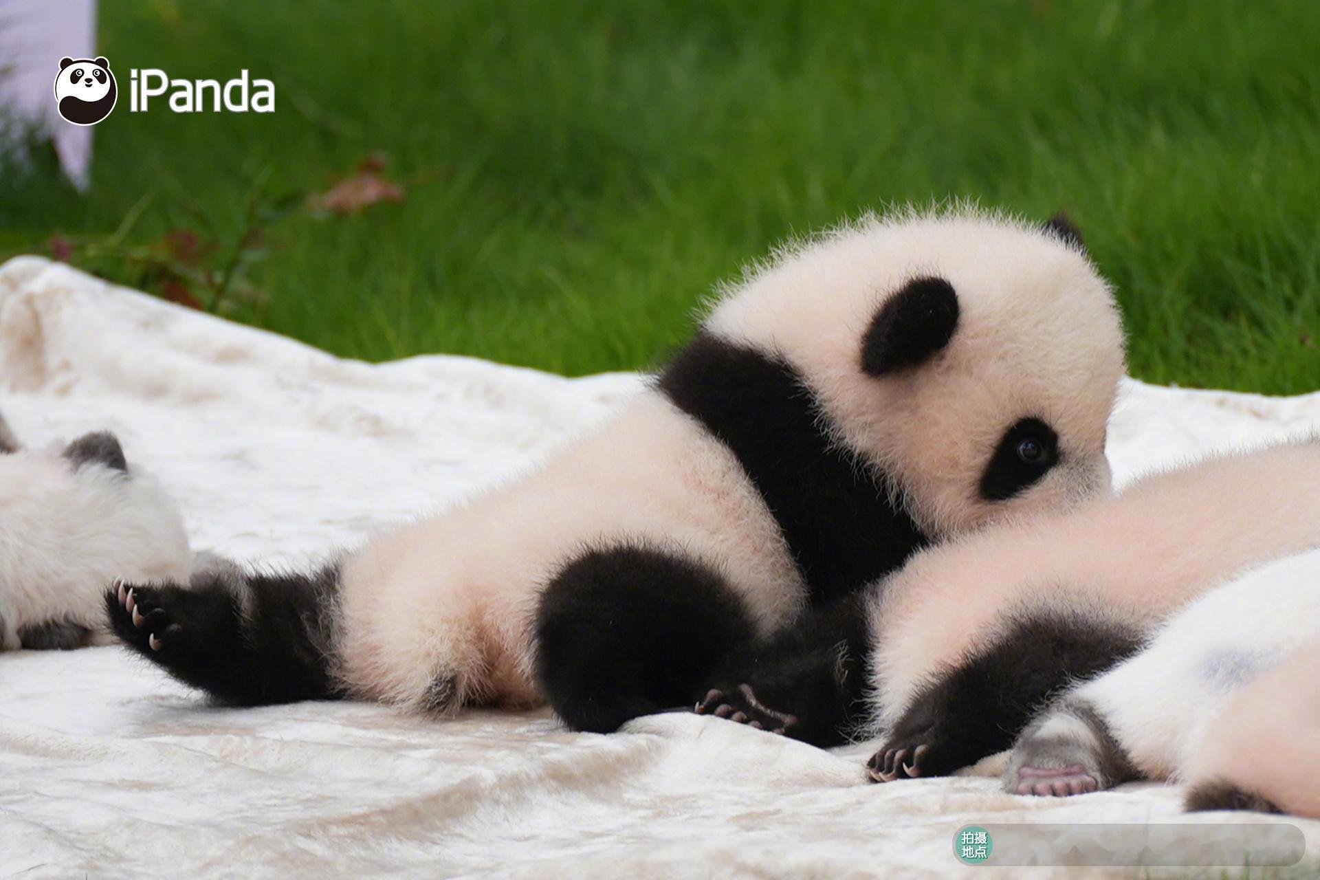 今天是国际熊猫日 ，滚滚们也要过节啦～[锦鲤附体]快来评论区，一人一句表白我们的