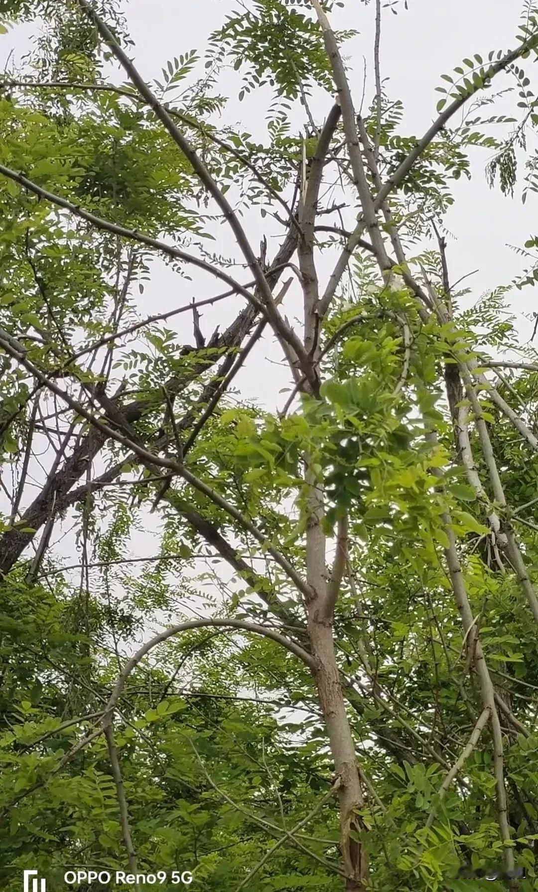 今天调休，我与槐花打上交道了。
阳春四月是槐花下来的日子，这是纯天然的野菜ico