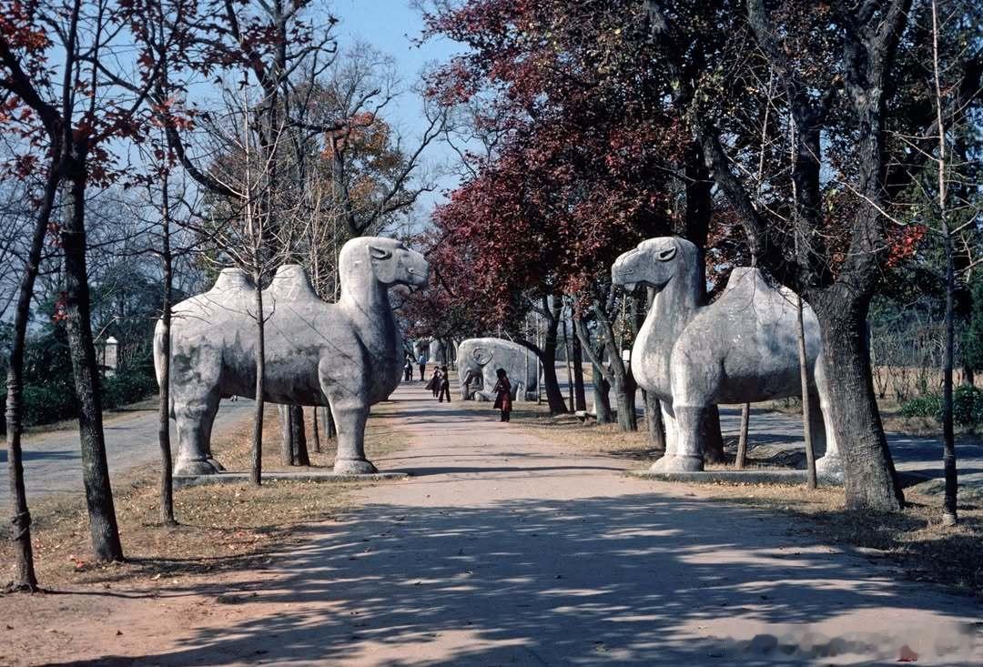 北京明陵的石像 1980 ​​​