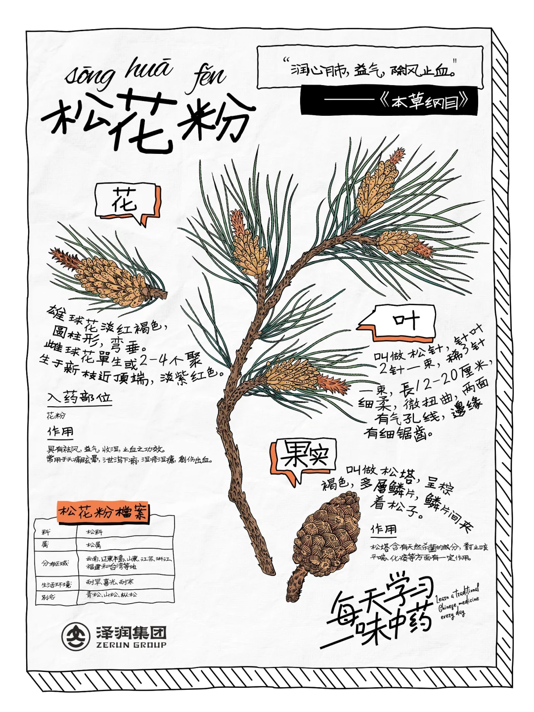 👉🏻每天学习一味中药｜松花粉