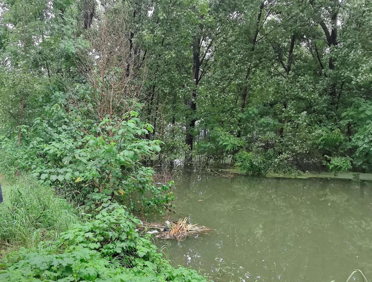 几天的暴雨壮观也哀叹，我们在贾鲁河巡河，看到眼前河床满满，一片壮观的景象。但是想