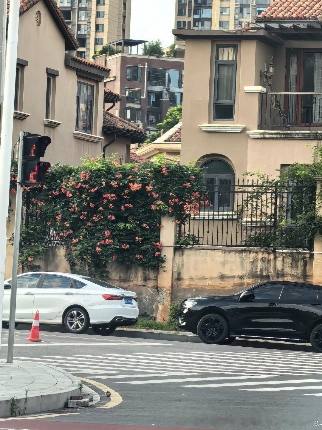 家旁边别墅区的花墙 超级好看