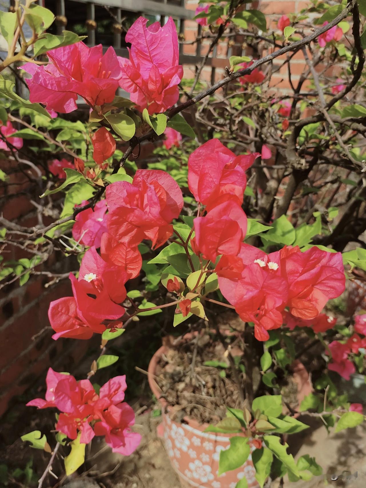 后来我们都变成了大人，开始考虑柴米油盐，学着父母的模样，自己做饭洗衣服，从刚开始