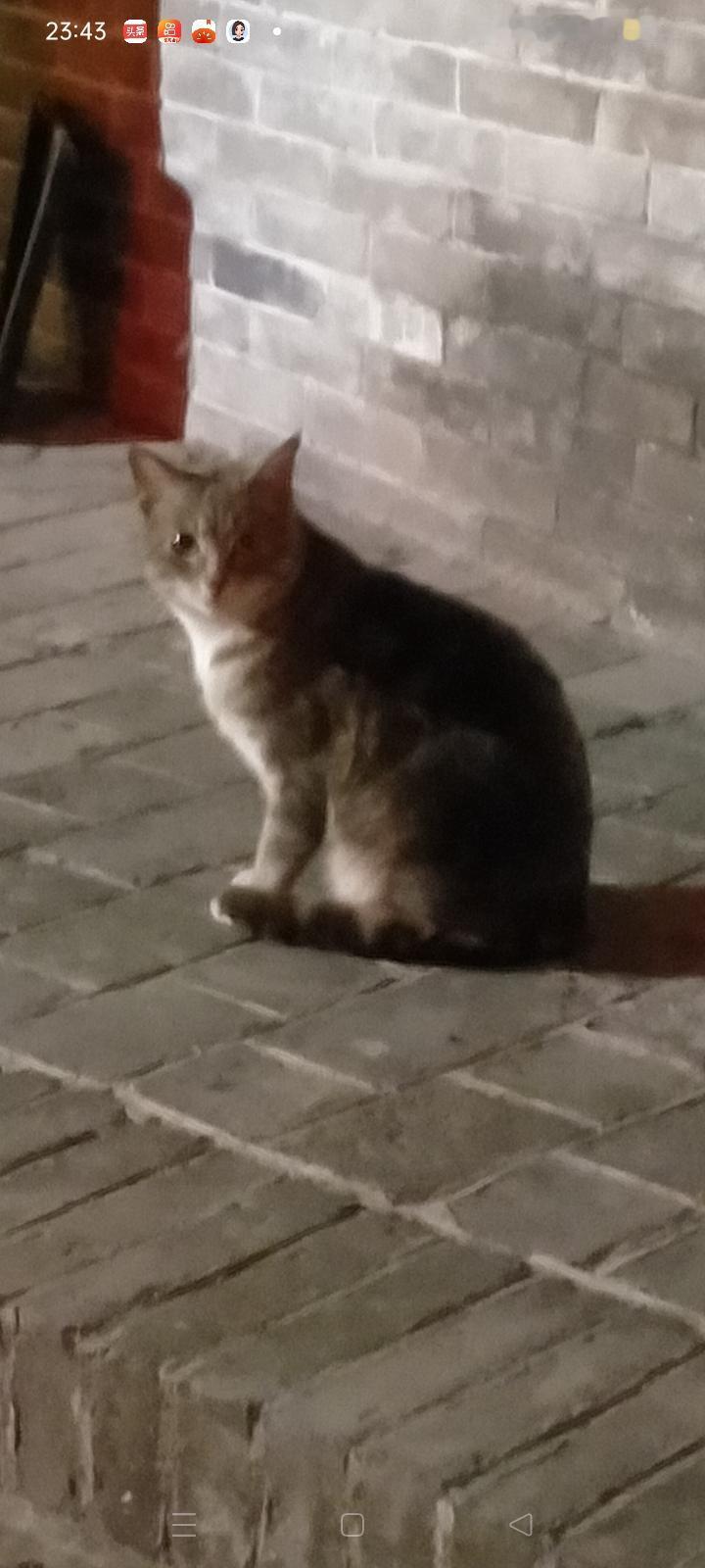 夜晚散步，发现路边有只野猫，背过脸去不看他，偷偷转身拍下的瞬间。